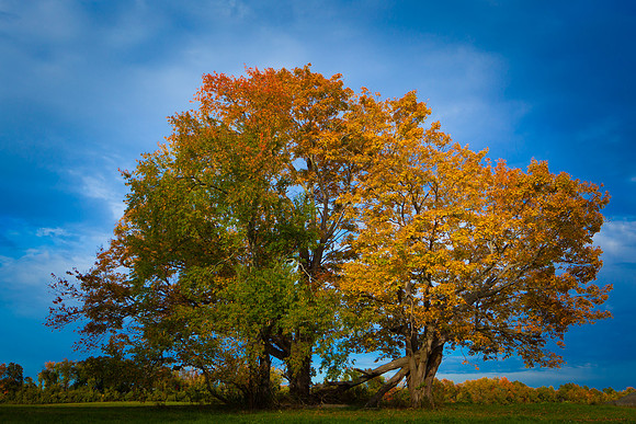 Connecticut Foliage_5035