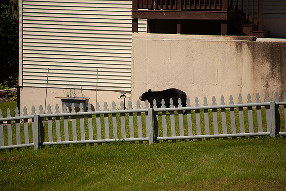 024_Husky_9545