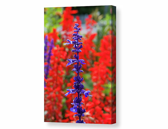 Scarlet Sage _7873 Canvas
