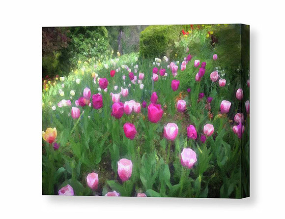 Tulip_1557_WC Watercolor