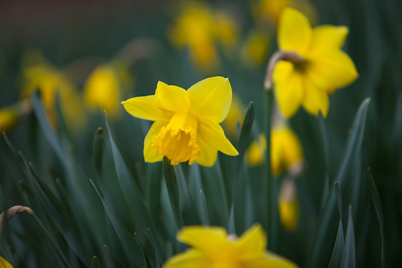 Daffodil 5933.jpg