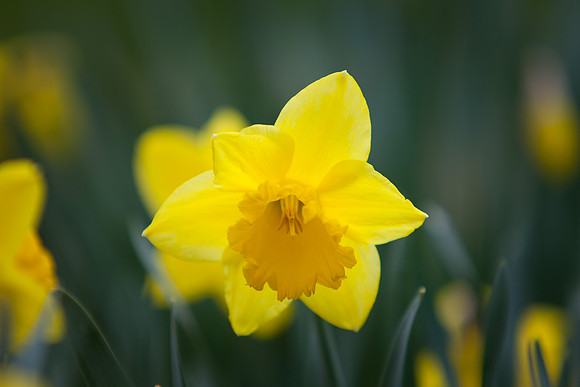 Daffodil 5938.jpg