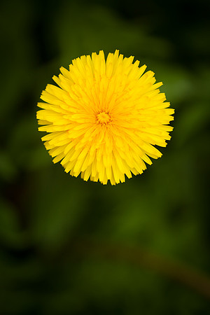 Dandelion 5916.jpg