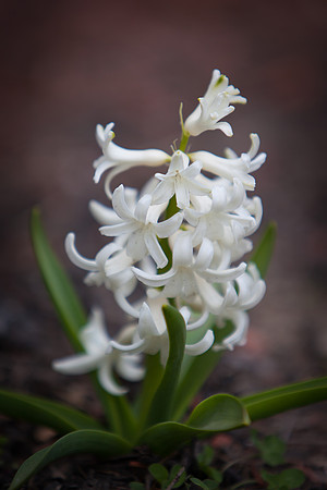 Hyacinth 6026.jpg