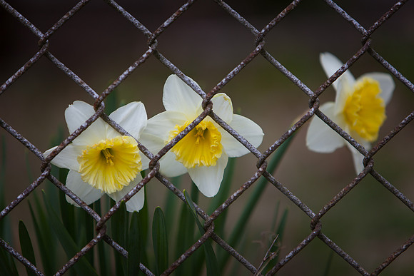 Imprisonment 6009.jpg
