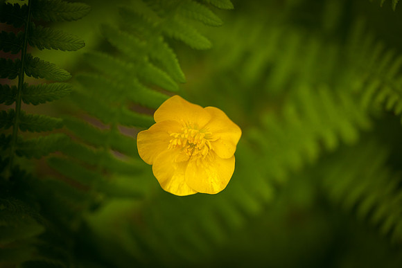 Buttercup 5931.jpg