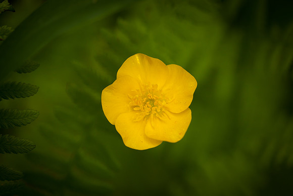 Buttercup 5933.jpg