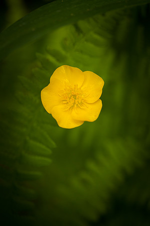 Buttercup 5936.jpg