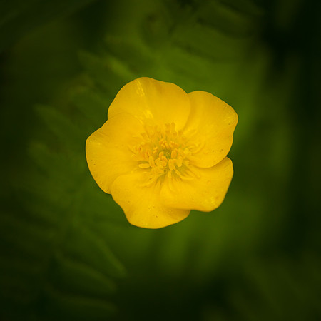 Buttercup 5938.jpg
