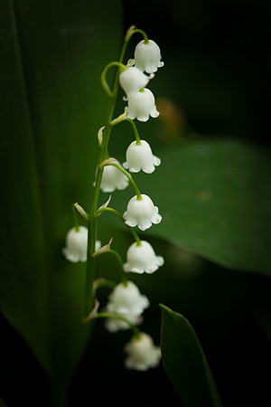 Lily 5942