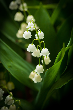 Lily 5987.jpg