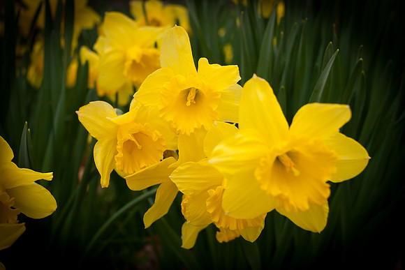Daffodil 1420.jpg