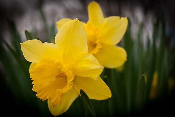 Daffodil 1409.jpg
