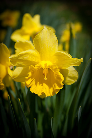Daffodil 1432.jpg
