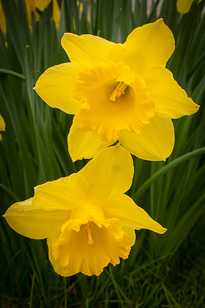Daffodil 1406.jpg