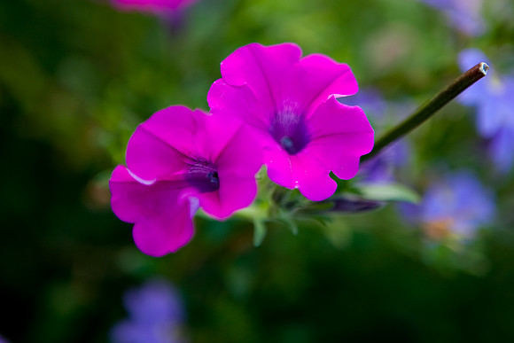Morning Glory_024