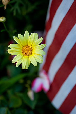 Daisy Flag_014