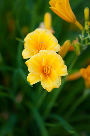 Lily_6001