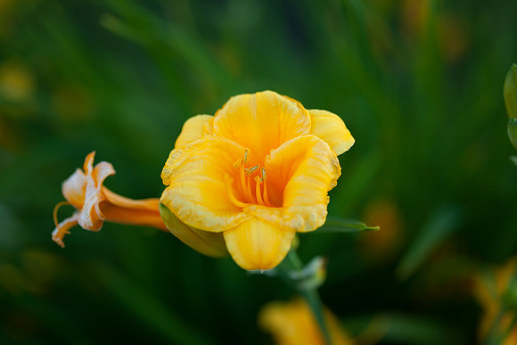 Lily_6007