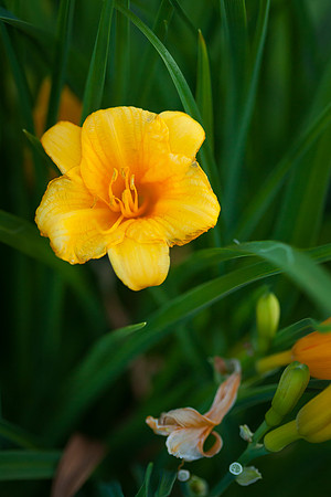 Lily_6015
