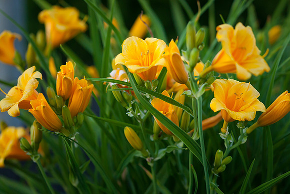 Lily_6034