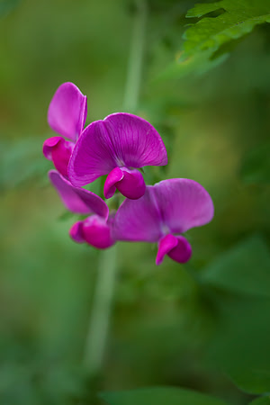 Perennial Pea_6063