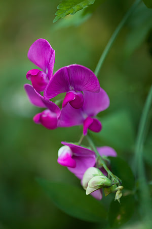 Perennial Pea_6072