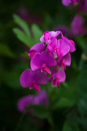 Perennial Pea_6087