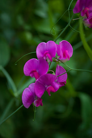 Perennial Pea_6088