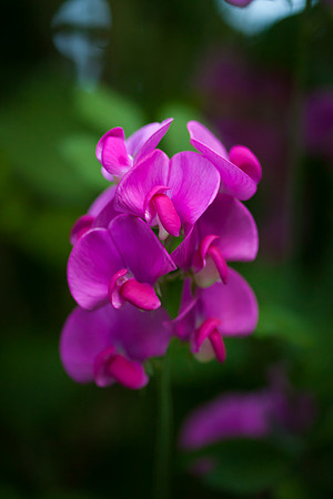 Perennial Pea_6089