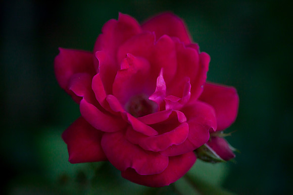 Garden Rose_6045
