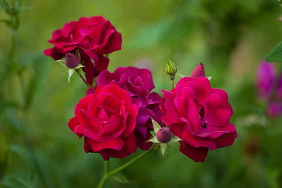 Garden Rose_6055