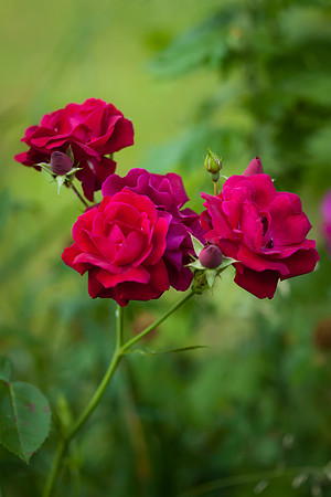 Garden Rose_6061