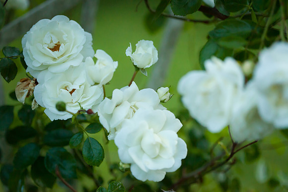 Garden Rose_6093
