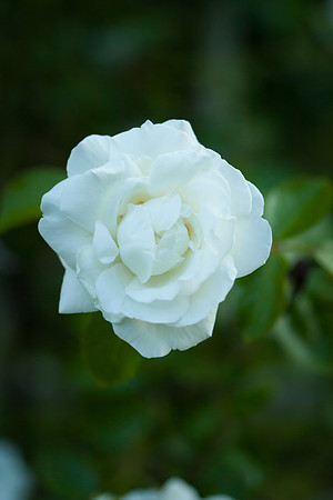 Garden Rose_6094