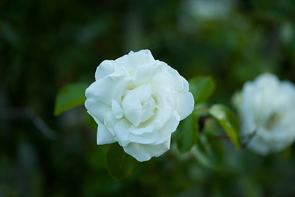 Garden Rose_6095