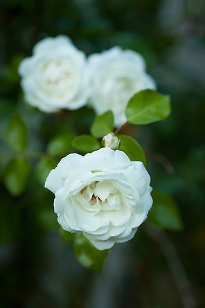 Garden Rose_6097
