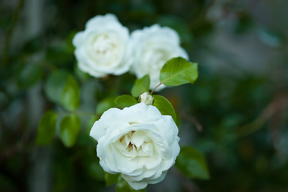 Garden Rose_6098