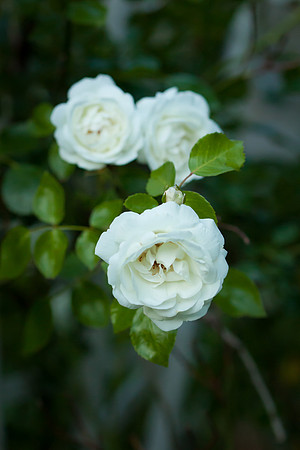 Garden Rose_6100