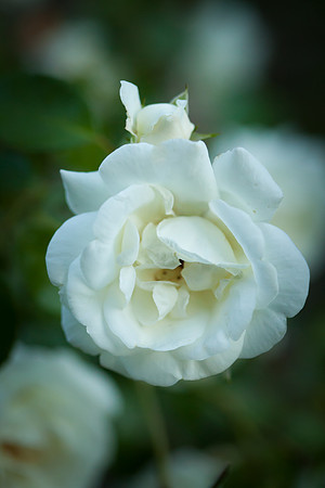 Garden Rose_6102
