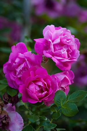 Garden Rose_6104