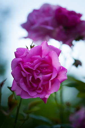 Garden Rose_6106