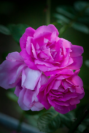 Garden Rose_6107
