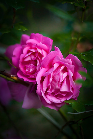 Garden Rose_6108