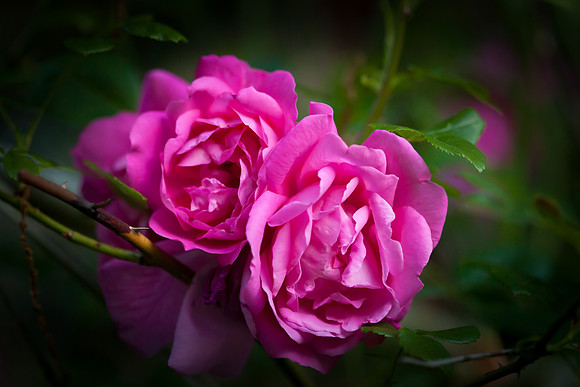 Garden Rose_6110