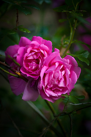 Garden Rose_6111