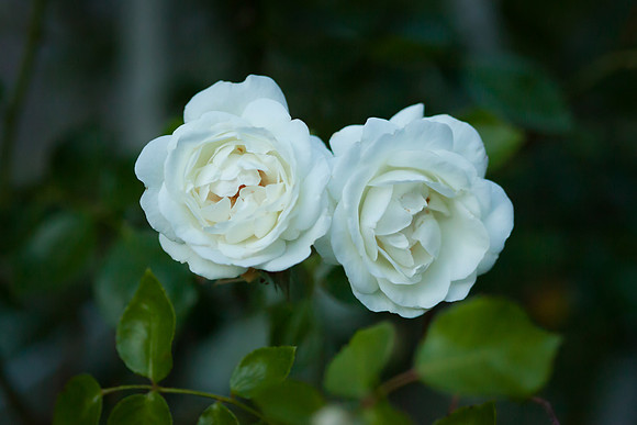 Garden Rose_6116