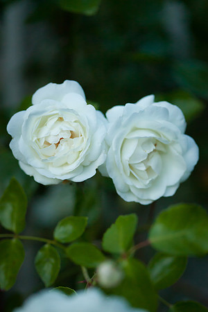 Garden Rose_6117