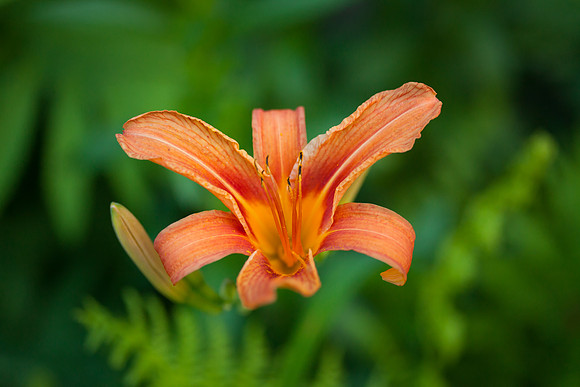 Daylily_6608