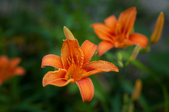 Daylily_6617